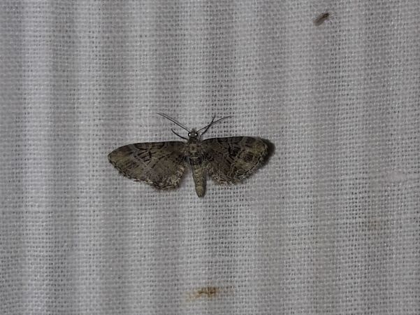 Eupithecia exiguata  - Sylvain Lethuillier
