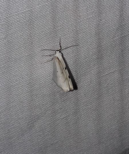 Lomographa bimaculata  - Sylvain Lethuillier