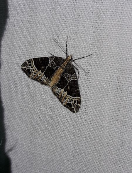 Ecliptopera silaceata  - Sylvain Lethuillier