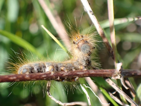 Malacosoma castrensis  - Sylvain Lethuillier
