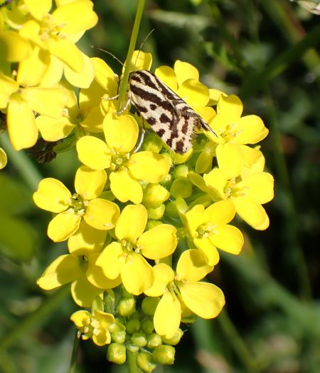Arlequinette jaune  - Sylvain Lethuillier