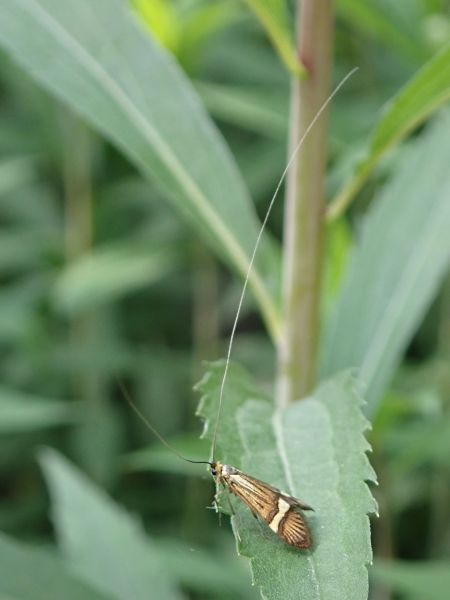 Nemophora degeerella  - Sylvain Lethuillier