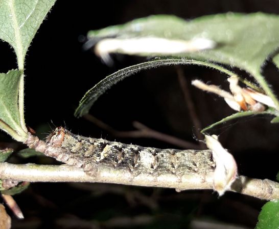 Allophyes oxyacanthae  - Sylvain Lethuillier