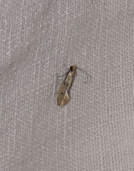Tinea trinotella  - Sylvain Lethuillier