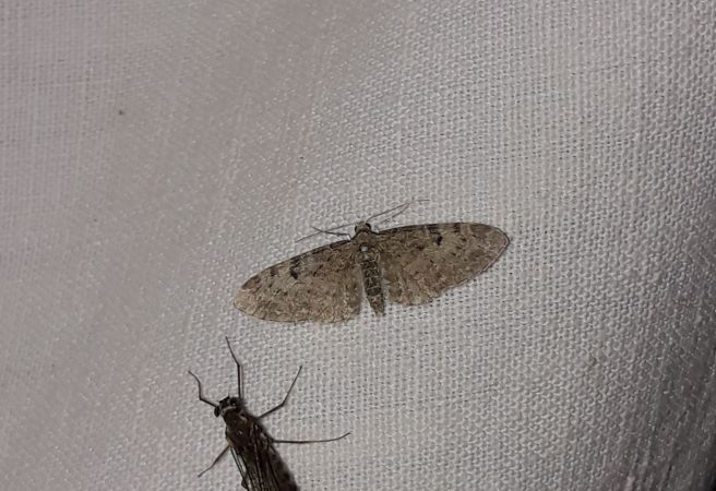 Eupithecia virgaureata  - Sylvain Lethuillier
