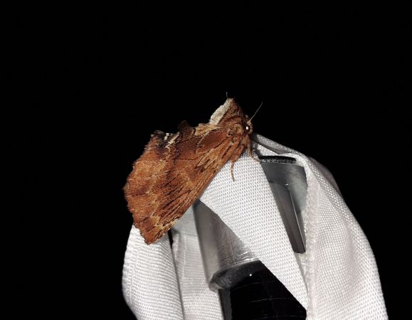 Crête-de-Coq  - Sylvain Lethuillier