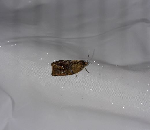 Ptycholoma lecheana  - Sylvain Lethuillier