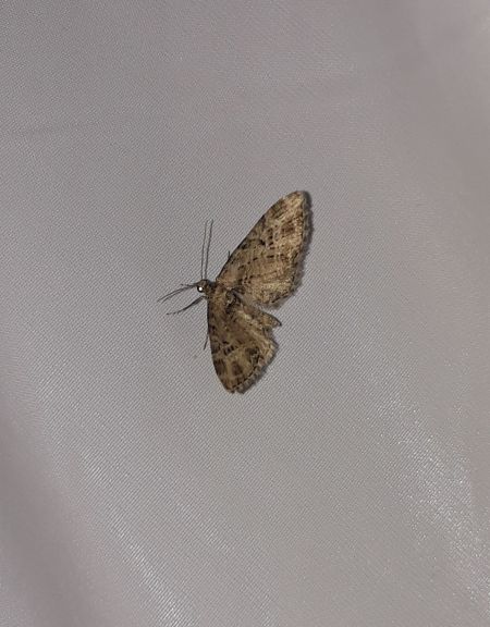 Eupithecia exiguata  - Sylvain Lethuillier