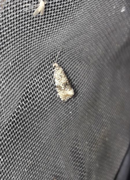 Celypha lacunana  - Sylvain Lethuillier