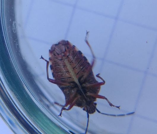 Elasmucha fieberi 