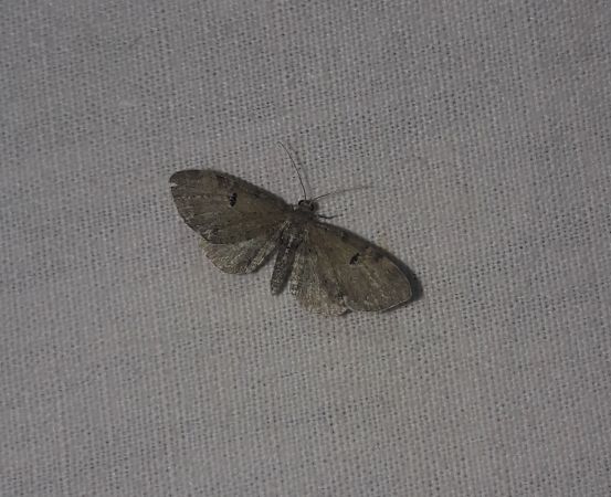 Eupithecia assimilata  - Sylvain Lethuillier