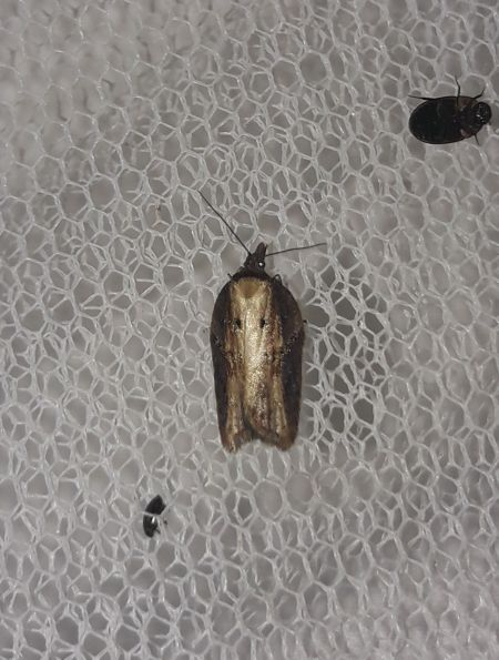 Acleris hastiana  - Sylvain Lethuillier