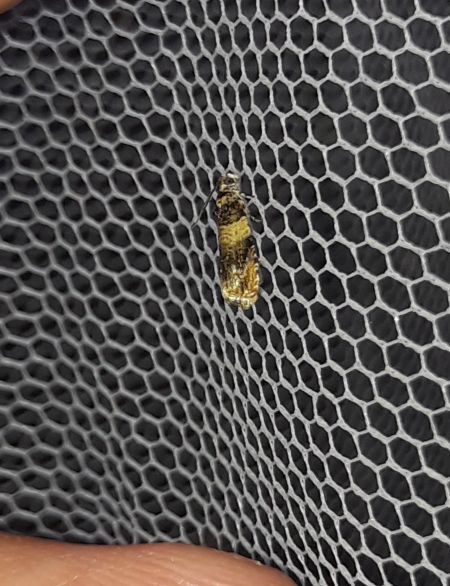 Celypha aurofasciana  - Sylvain Lethuillier