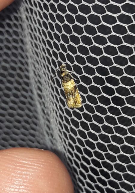 Celypha aurofasciana  - Sylvain Lethuillier