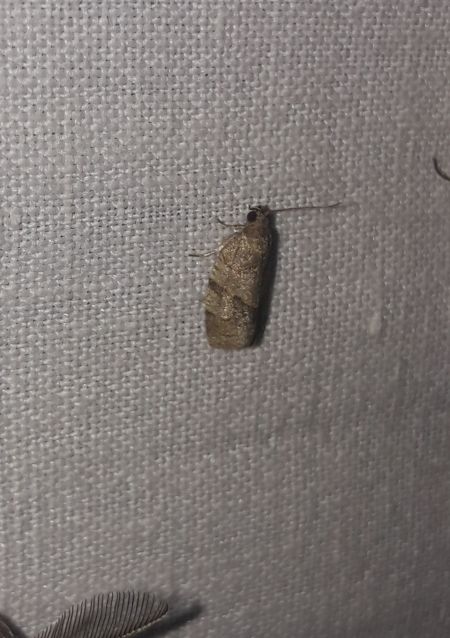 Celypha striana  - Sylvain Lethuillier