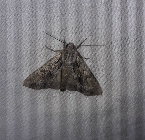 Lacanobia thalassina  - Sylvain Lethuillier