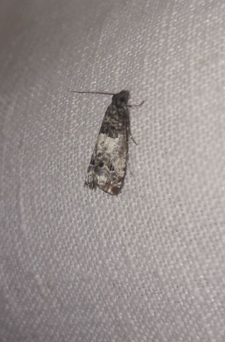 Notocelia trimaculana  - Sylvain Lethuillier
