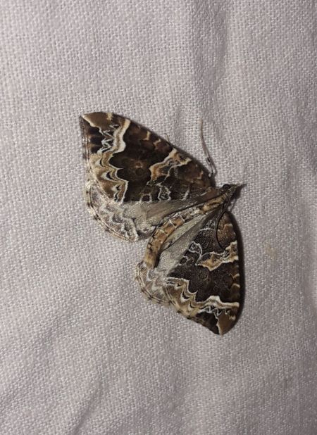 Ecliptopera silaceata  - Sylvain Lethuillier