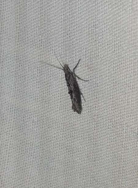 Ypsolopha vittella  - Sylvain Lethuillier