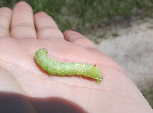 Amphipyra berbera  - Sylvain Lethuillier