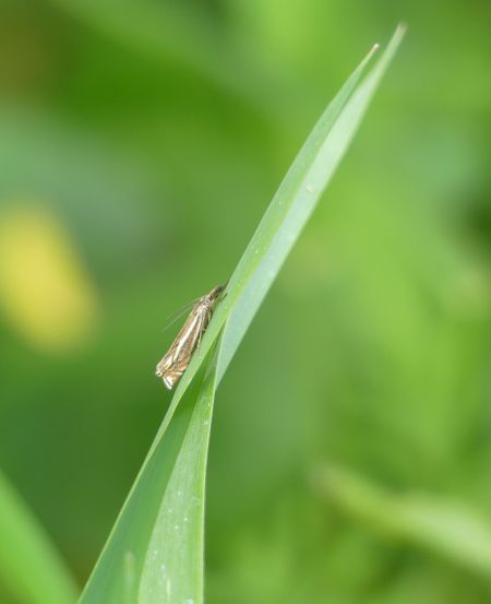 Crambus lathoniellus  - Sylvain Lethuillier