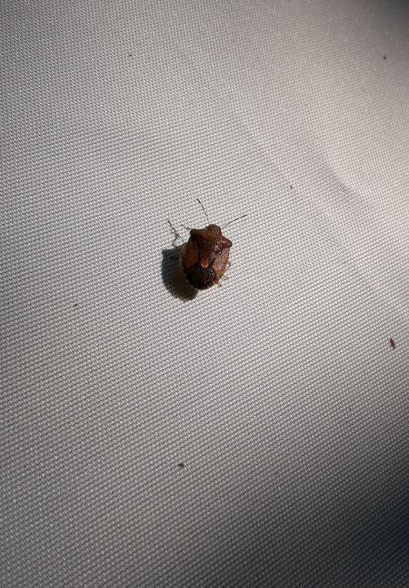 Peribalus strictus vernalis  - Sylvain Lethuillier