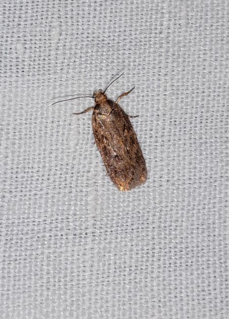 Depressaria albipunctella  - Sylvain Lethuillier