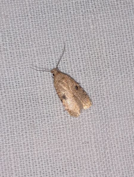 Agonopterix propinquella  - Sylvain Lethuillier