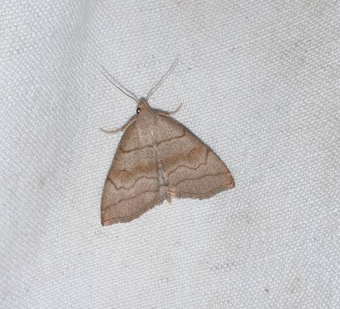 Herminia tarsicrinalis  - Sylvain Lethuillier