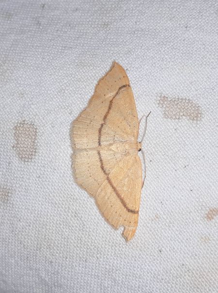 Cyclophora linearia  - Sylvain Lethuillier