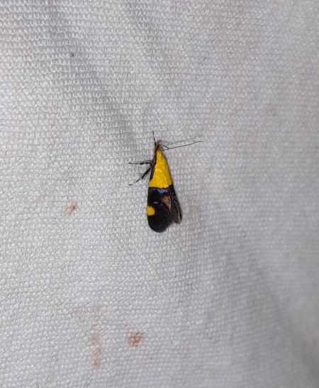 Oecophora bractella  - Sylvain Lethuillier