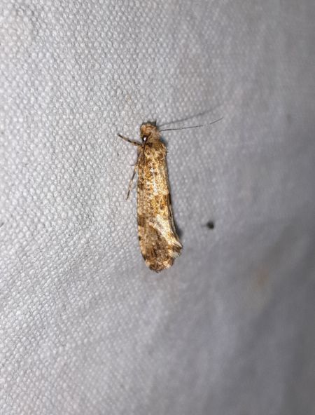 Morophaga choragella  - Sylvain Lethuillier