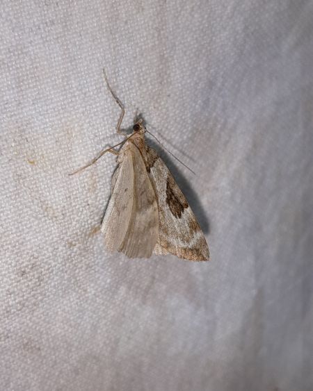 Plemyria rubiginata  - Sylvain Lethuillier