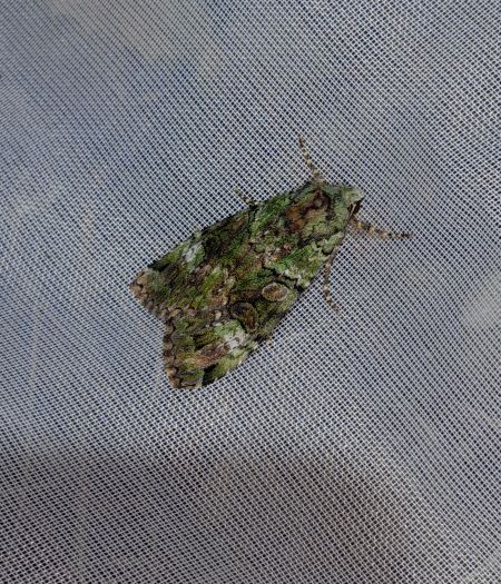 Anaplectoides prasina  - Sylvain Lethuillier