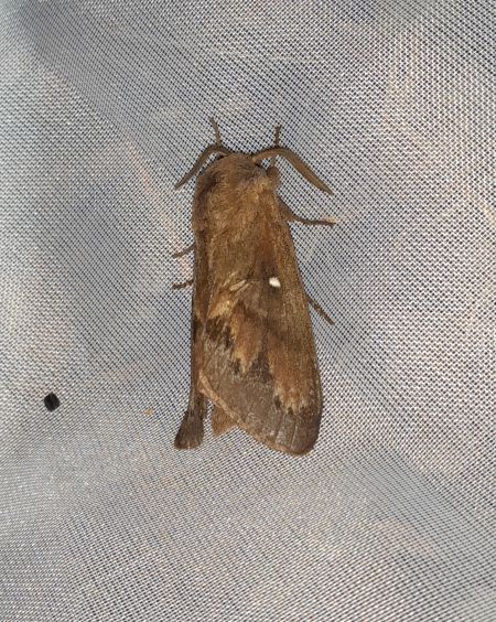 Bombyx du Pin  - Sylvain Lethuillier