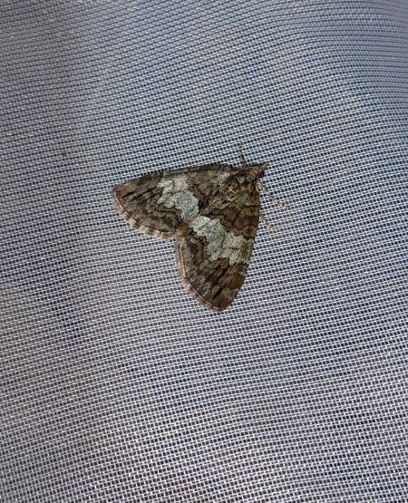 Hydriomena impluviata  - Sylvain Lethuillier