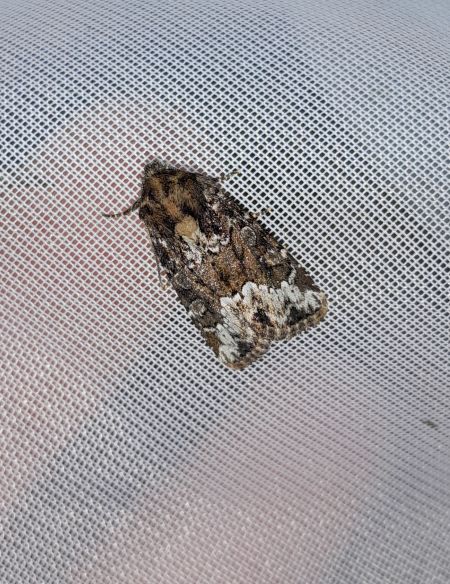 Oligia strigilis  - Sylvain Lethuillier