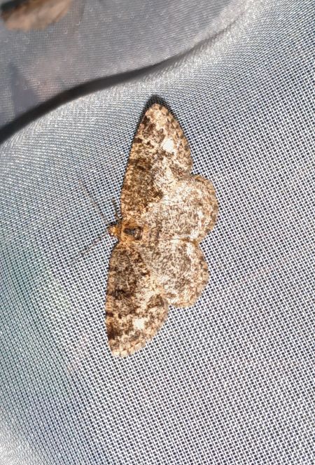Parectropis similaria  - Sylvain Lethuillier