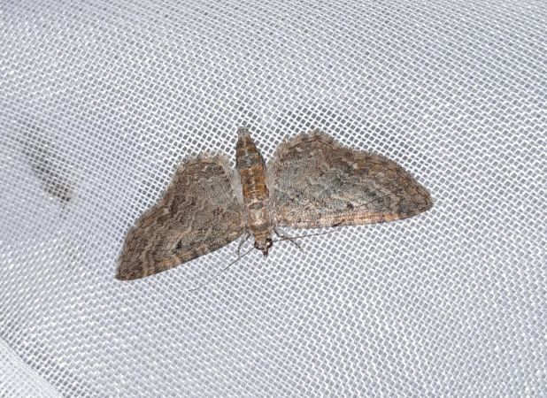 Eupithecia haworthiata  - Sylvain Lethuillier