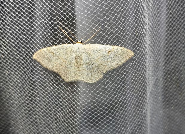 Scopula floslactata  - Sylvain Lethuillier