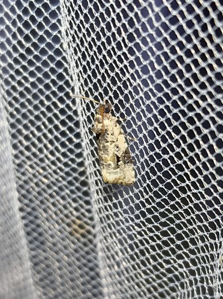 Celypha woodiana  - Sylvain Lethuillier