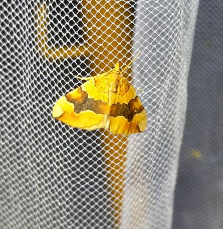 Cidaria fulvata  - Sylvain Lethuillier