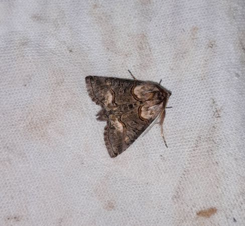 Abrostola asclepiadis  - Sylvain Lethuillier