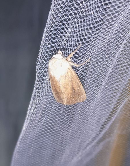 Mythimna sicula  - Sylvain Lethuillier