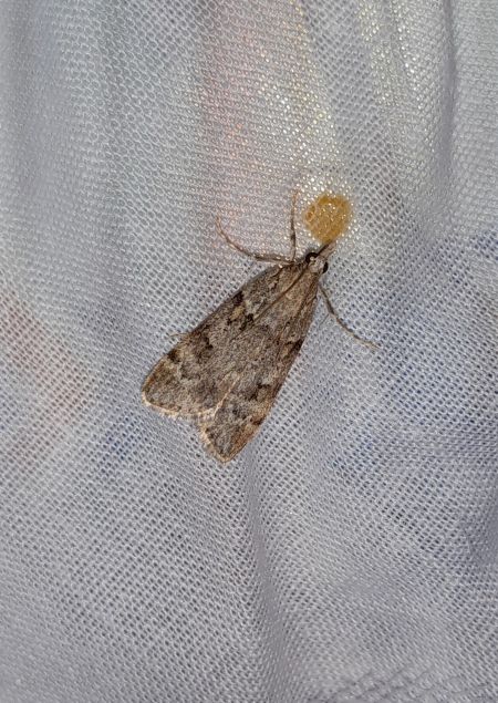 Eudonia mercurella  - Sylvain Lethuillier