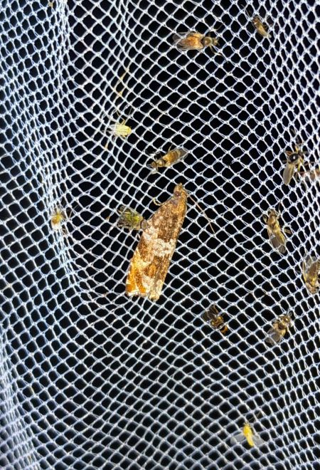 Epinotia demarniana  - Sylvain Lethuillier