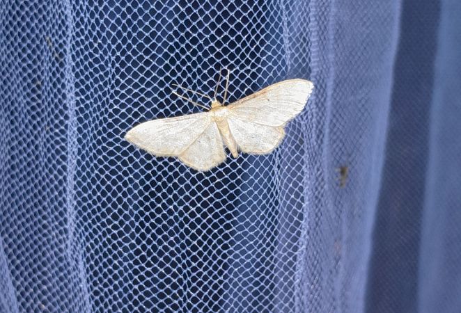 Idaea dilutaria  - Sylvain Lethuillier