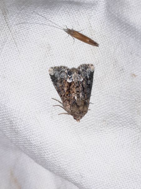 Oligia strigilis  - Sylvain Lethuillier