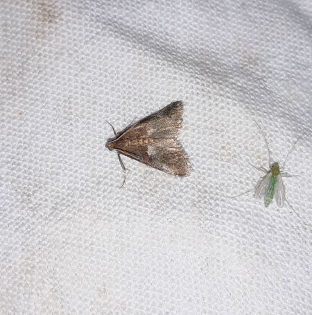 Acrobasis advenella  - Sylvain Lethuillier