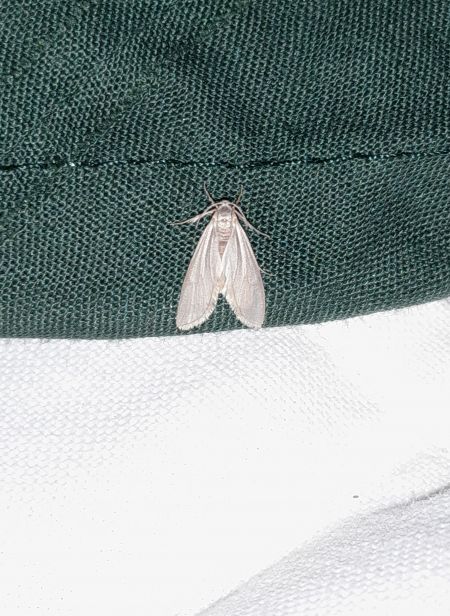 Acentria ephemerella  - Sylvain Lethuillier
